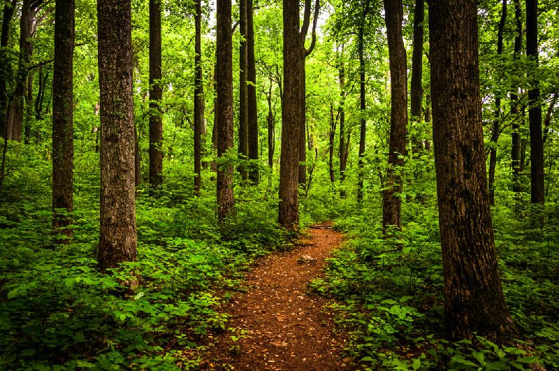 Excursión al Parque Nacional Shenandoah de Virginia: Cavernas de Luray, Valle de Shenandoah, Gran Órgano de Estalactitas